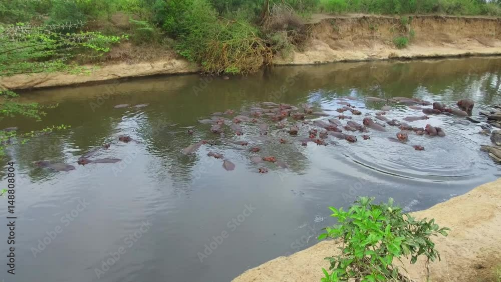 herd of hippos in mara river at africa herd of hippos in mara river at africa
