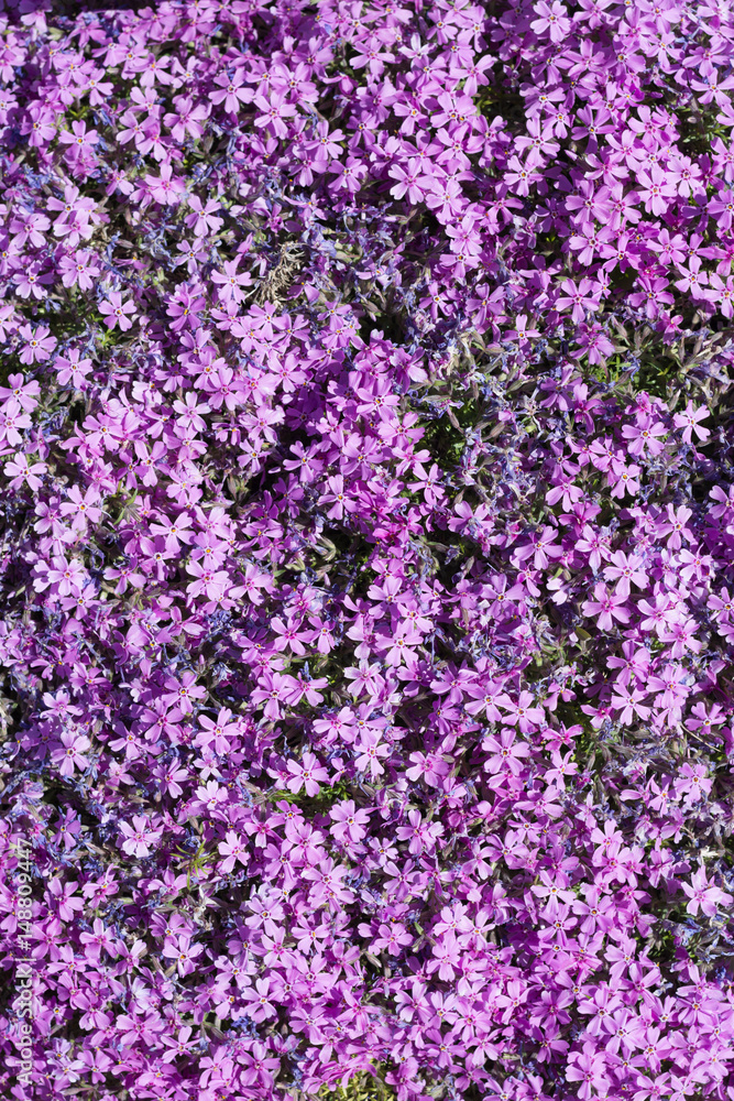 Many small purple flowers, top view for background