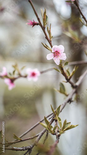 Spring blossom branch of a blossoming tree on garden background