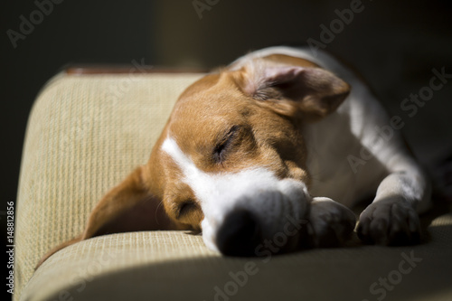 Fototapeta Naklejka Na Ścianę i Meble -  Closeup shot of happy beagle sleeping on sofa under the sun.