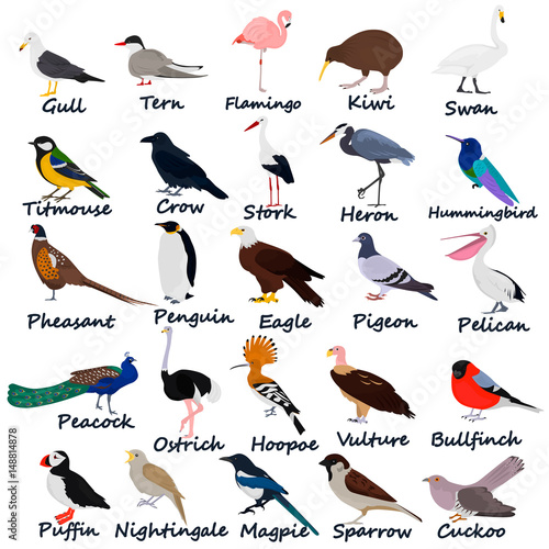 Set of color birds icons for web and mobile design