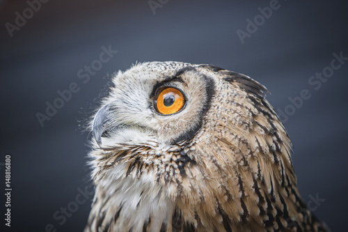 Cloe up view of eagle owl.