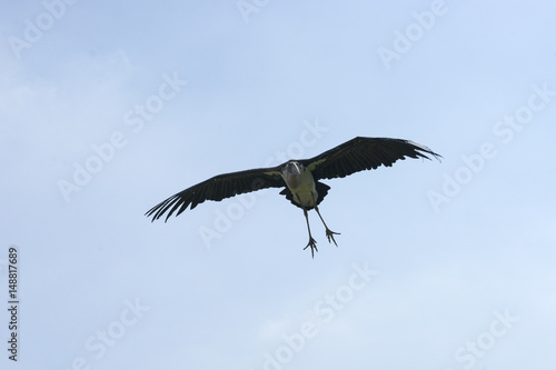 Stork  Ciconiidae  in flight.
