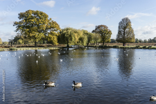 Birds on pond with backdrop of trees.