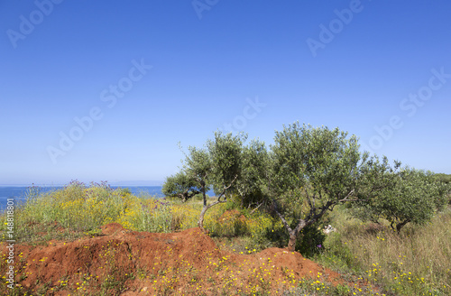 colorful flowers and olive trees in spring near the blue sea on greek peloponnese