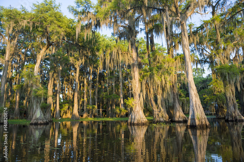 Fotografia Spanish moss hanging from bald cypress trees catches morning light in a scenic v