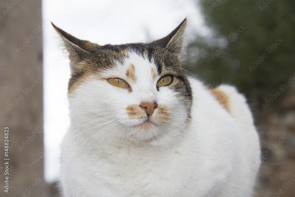 Cat Cat