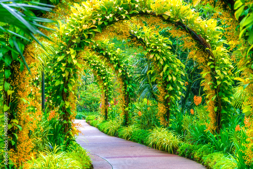 Photography Orchid garden, Singapore botanic garden