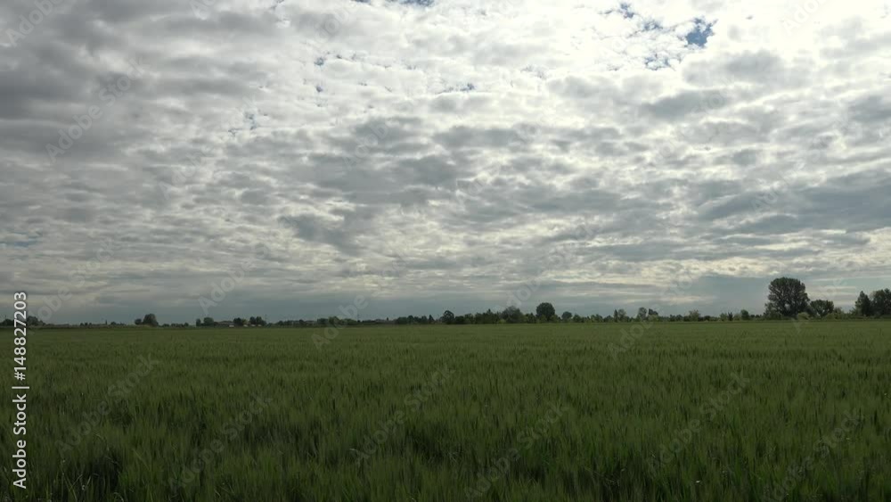 panoramic view of wet wheat in Italy panoramic view of wet wheat in Italy