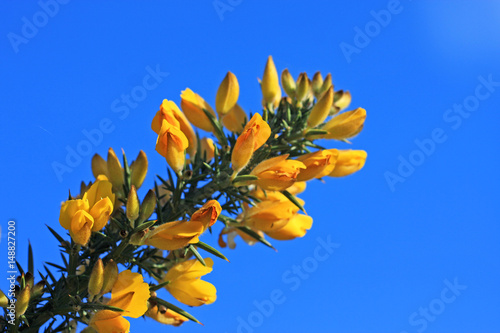 Gorse bush photo