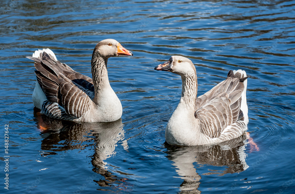 Goose Goose