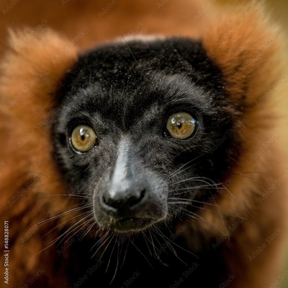 Lemur Lemur