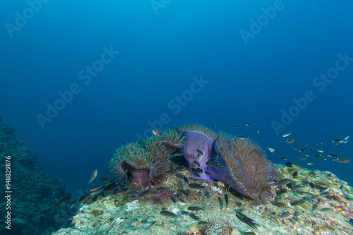 Underwater Scape of sea anemone and coral reef