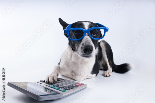 Lying portrait of dog with calculator