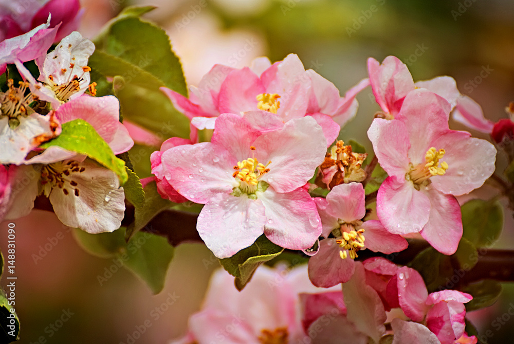 Flowers of a cherry tree