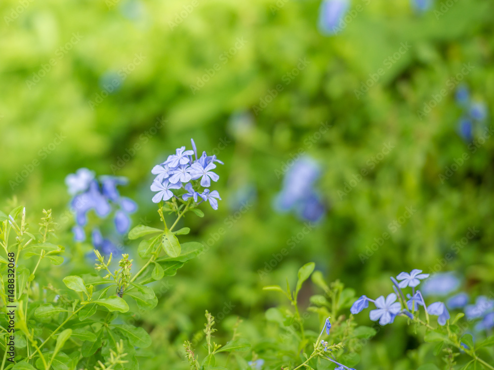 Closeup nature view of flower in garden at summer under sunlight. Natural flower landscape using as a background or wallpaper.