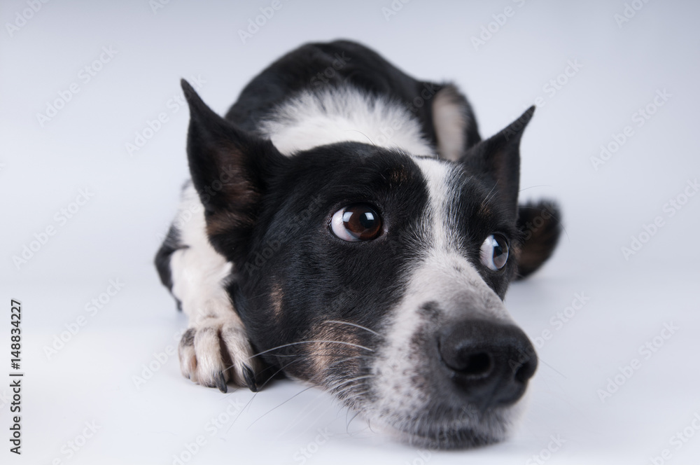 Funny closeup portrait of dog