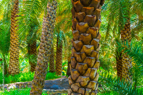 View of an oasis with typical falaj irrigation system in the Misfat al abriyeen village in Oman. photo