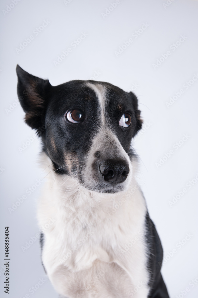 Funny closeup portrait of dog Funny closeup portrait of dog
