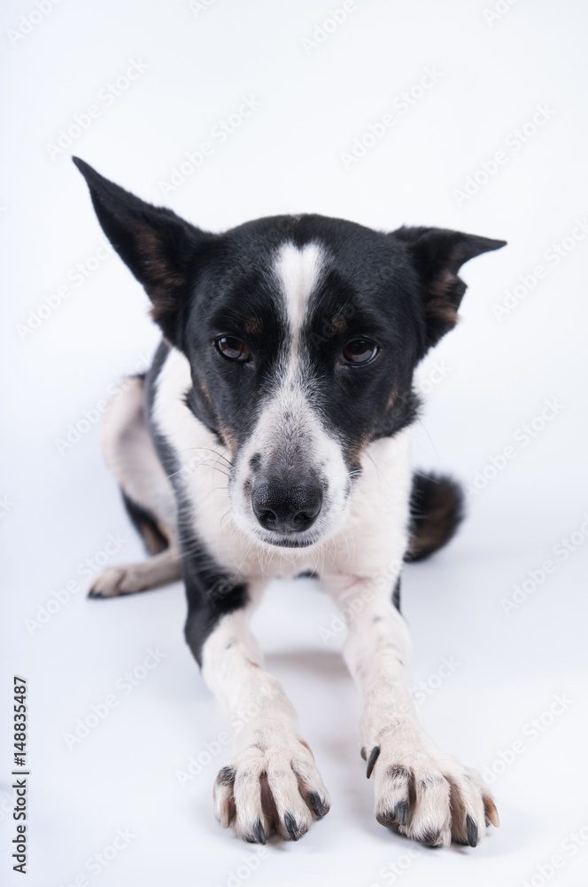 Funny closeup portrait of dog Funny closeup portrait of dog