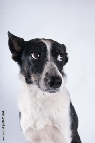 Funny closeup portrait of dog