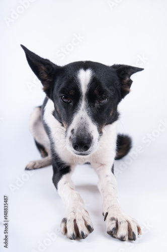 Funny closeup portrait of dog © GrasePhoto
