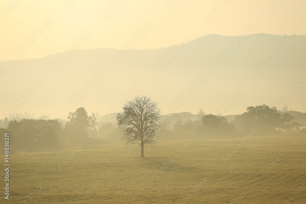 Fototapeta premium Tree