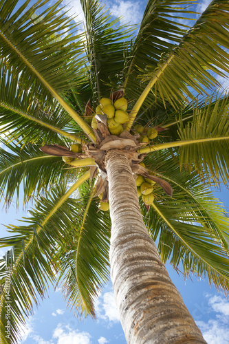 Fotografie So called Turtle Beach Akumal in Mexico / Caribbean vacation at mexican tropic