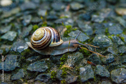 snail crawling on a hard rock texture in the garden. brown striped snail walking around the garden in rainy day