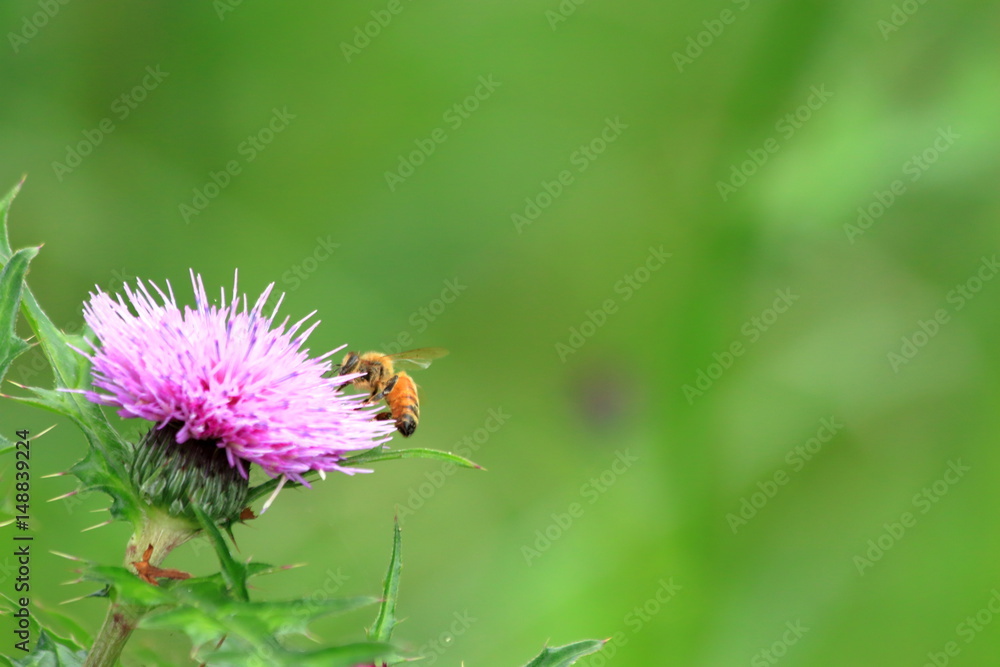 アザミの花とミツバチ