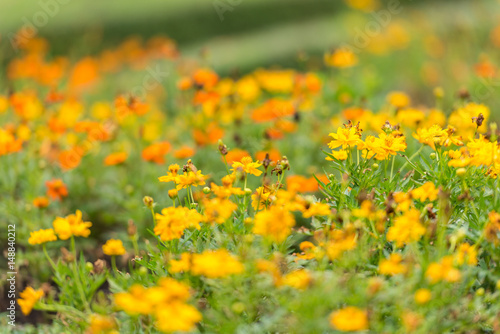 Closeup nature view of flower in garden at summer under sunlight. Natural flower landscape using as a background or wallpaper.