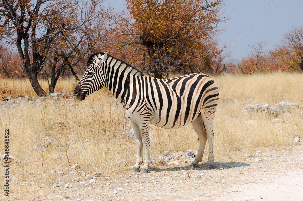 Obraz premium Little cute Zebra in the Etosha National Park