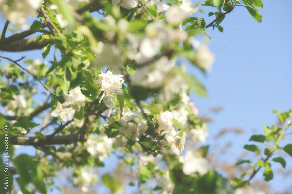 apple tree blossom apple tree blossom