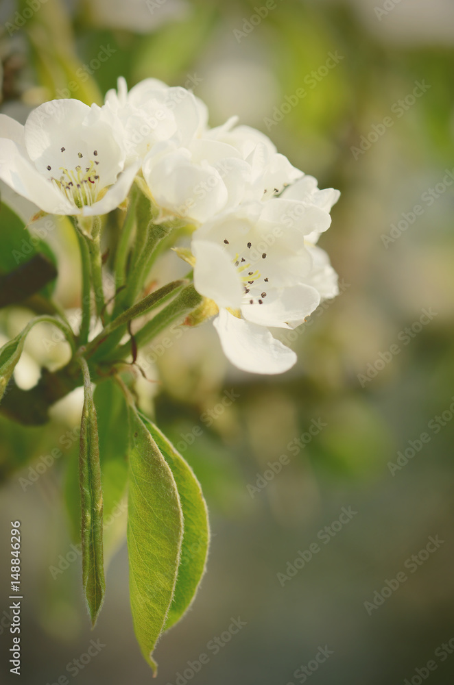 Fototapeta premium apple tree blossom