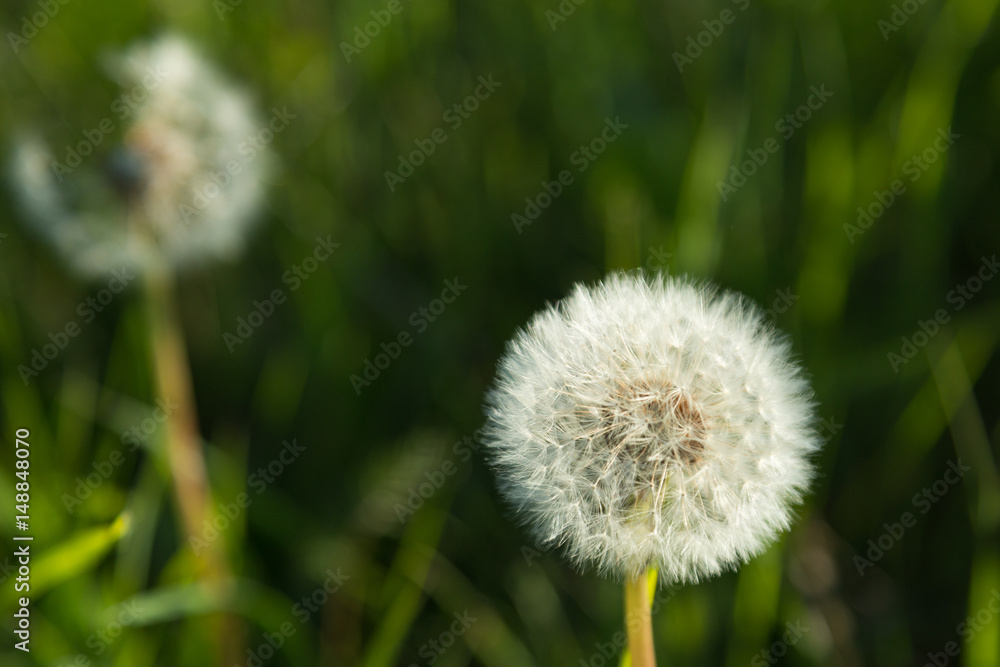 Dandelion fluff Dandelion fluff