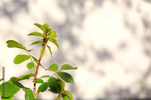 Branch of green roses leaves isolated .