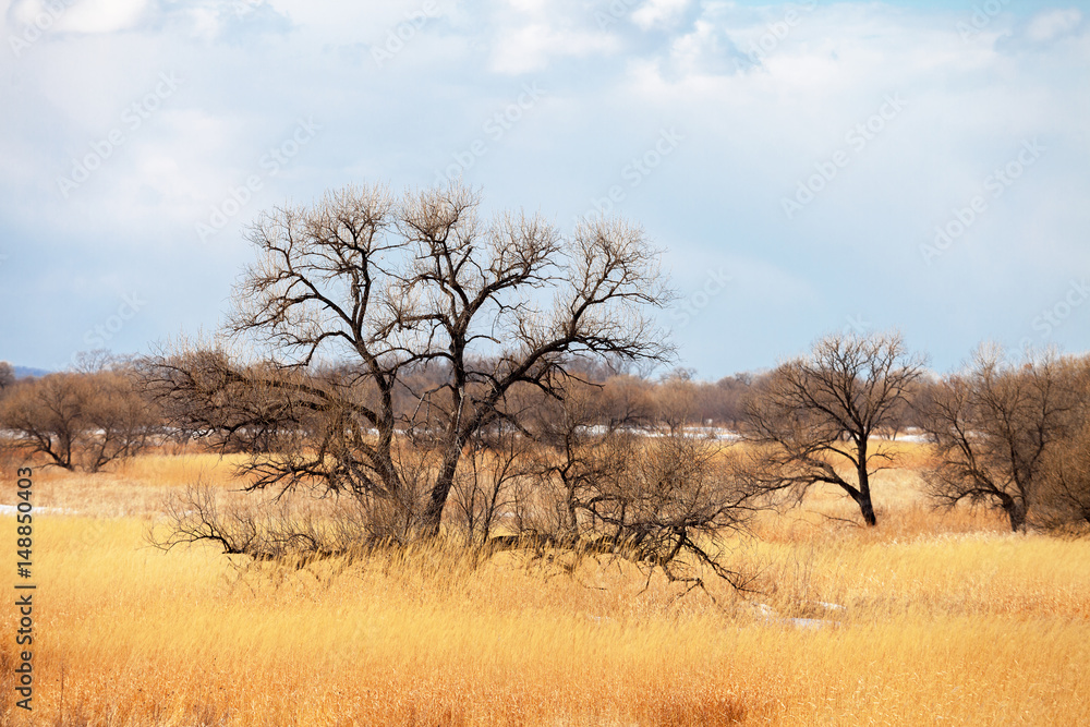 Lonely tree in spring field Lonely tree in spring field
