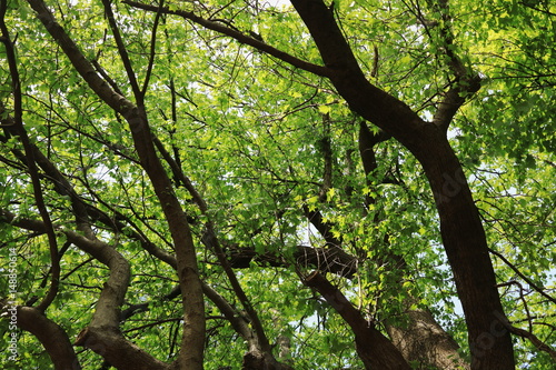 青空と新緑の木 © bamboo11