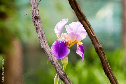 Fototapeta Naklejka Na Ścianę i Meble -  Purple iris flower in garden