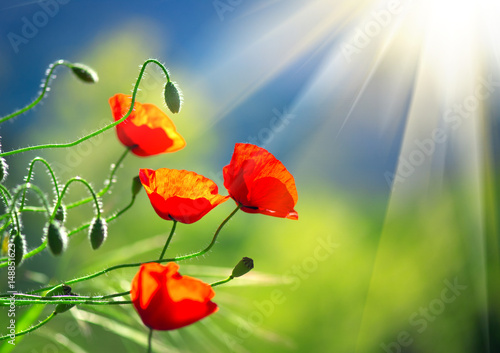 Fototapeta Naklejka Na Ścianę i Meble -  Poppy flowers field nature spring background. Blooming poppies over blue sky