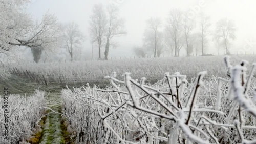 Vine frost jura france