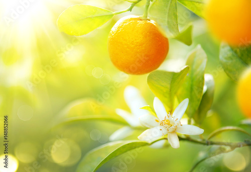 Ripe oranges or tangerines hanging on a tree. Healthy organic juicy fruits growing in sunny orchard