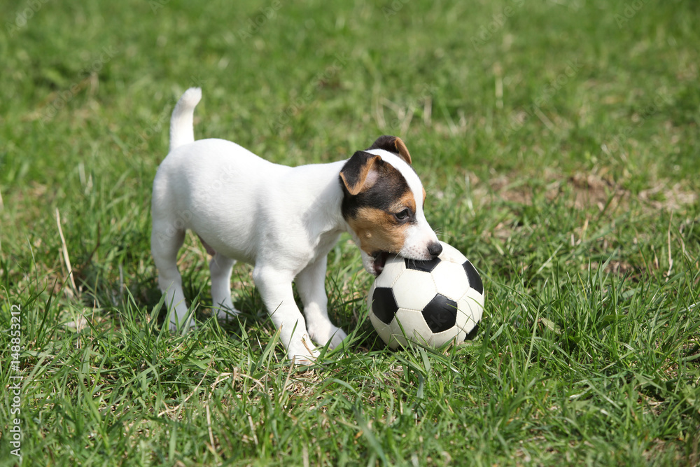 Jack russell terrier puppy playing