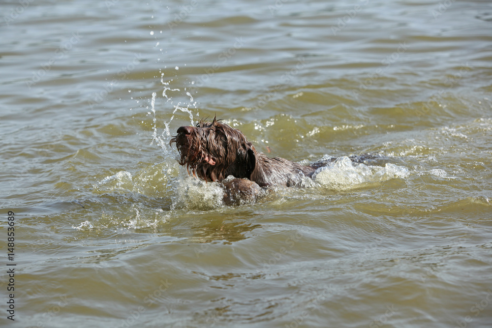 Fototapeta premium Italian Wire-haired Pointing Dog in the water