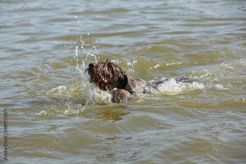 Italian Wire-haired Pointing Dog in the water