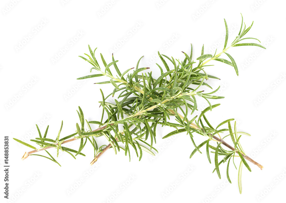 Naklejka premium Rosemary (Rosmarinus officinalis) isolated on white