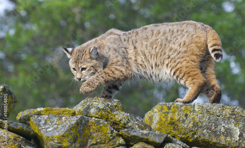 Bobcat