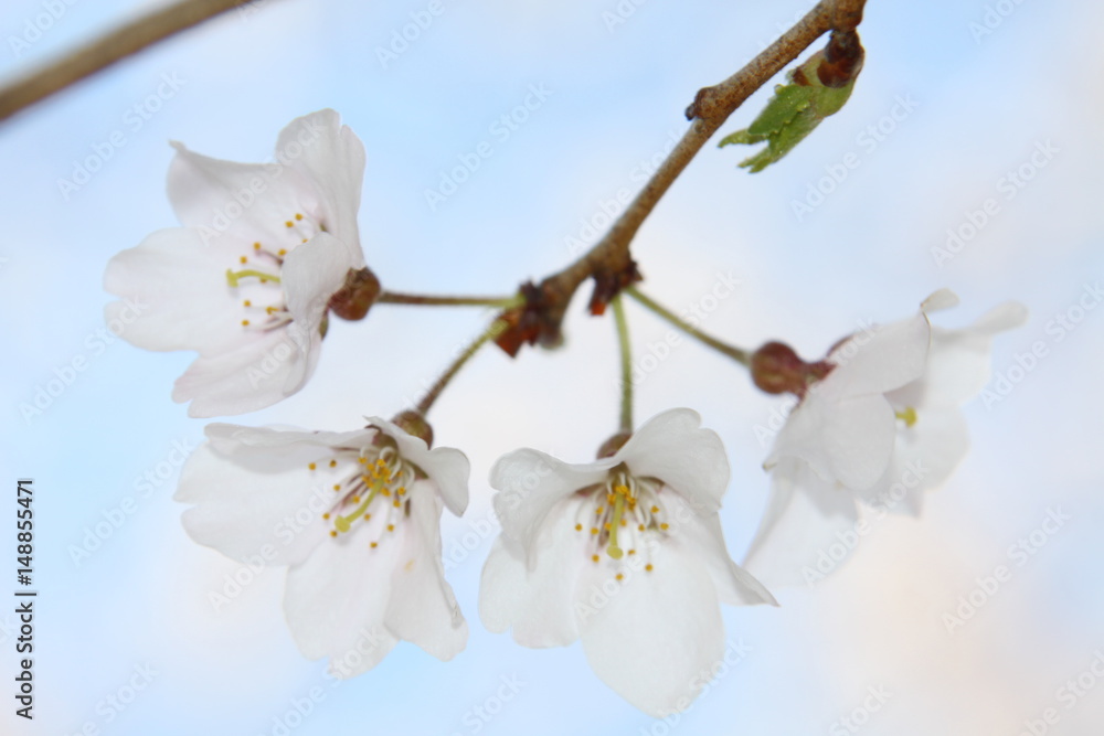 桜