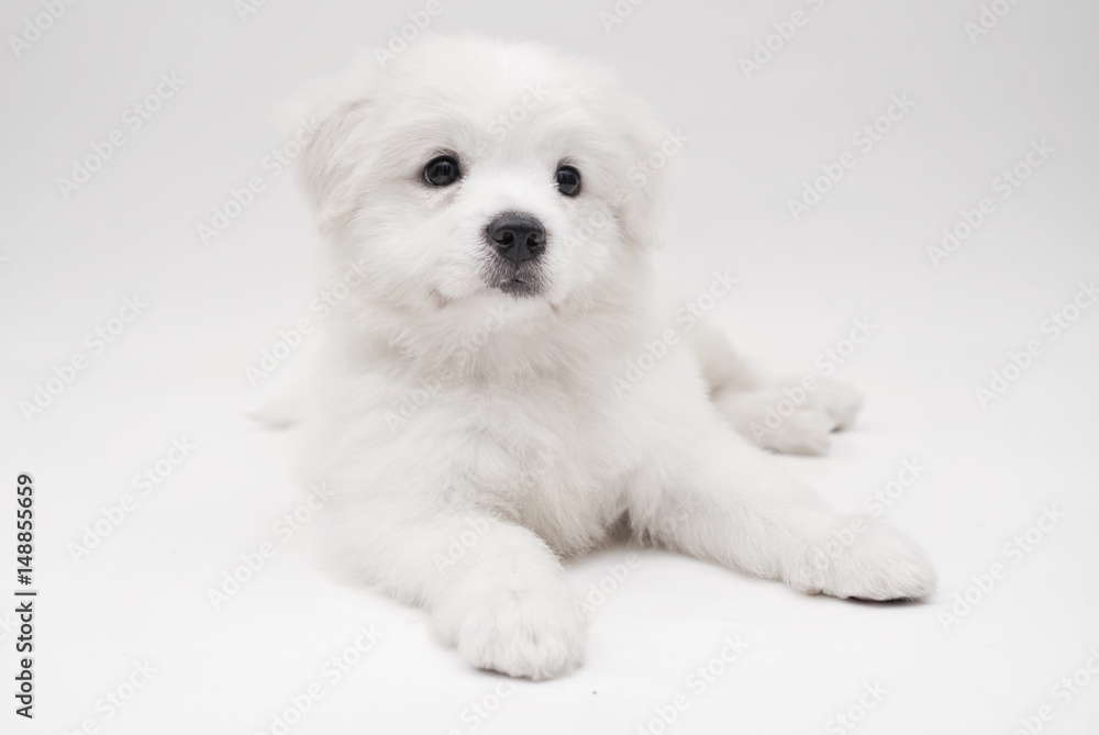 A Maltese puppy with white background