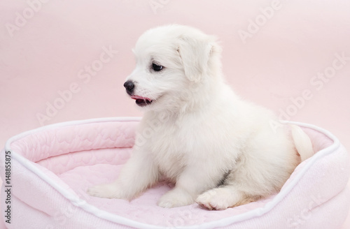 A Maltese puppy on its sleeping basket with pink background